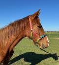 ? Jeune cheval d'avenir dressage x Sir donnerhall 