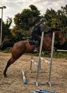 Hongre de 7 ans 1m70