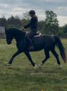 Poney gros moyen 