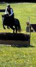 Poney gros moyen 