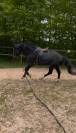 Poney gros moyen 