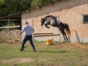 Elevage poneys diminution d'effectif 