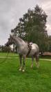 Elevage poneys diminution d'effectif 