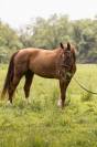 Cheval de sport, proche de l&rsquo;homme