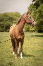Cheval de sport, proche de l&rsquo;homme