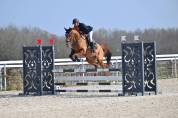 Hongre de 11 ans pour du loisir/CSO
