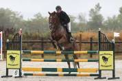 Hongre de 11 ans pour du loisir/CSO