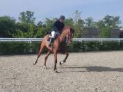 Hongre de 11 ans pour du loisir/CSO