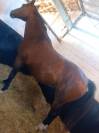 POULINIERE A VENDRE 