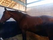 POULINIERE A VENDRE 