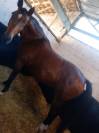 POULINIERE A VENDRE 