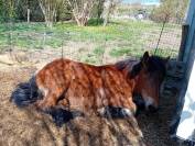 POULICHE DE TRAIT A VENDRE 