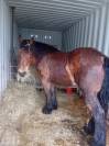 POULICHE DE TRAIT A VENDRE 