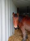 POULICHE DE TRAIT A VENDRE 