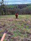 POULICHE DE TRAIT A VENDRE 