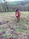 POULICHE DE TRAIT A VENDRE 