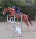 Vends paint horse pp