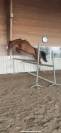 Vends paint horse pp