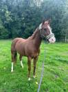 Vends paint horse pp