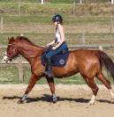 Vends paint horse pp