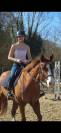 Vends paint horse pp