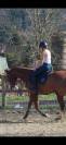 Vends paint horse pp