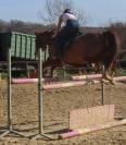 Vends paint horse pp