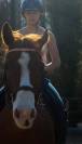Vends paint horse pp