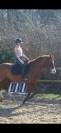 Vends paint horse pp