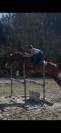 Vends paint horse pp