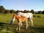 PUPILAJE DE CABALLOS &ndash; CENTRO ECUESTRE EL PINAR