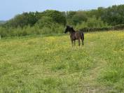 Jument SBS Glamourdale et son poulain par Zonik Plus