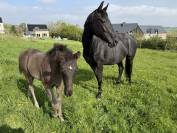 Jument SBS Glamourdale et son poulain par Zonik Plus