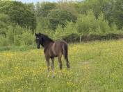 Jument SBS Glamourdale et son poulain par Zonik Plus