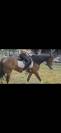 Ponette PFS 3 ans