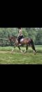 Ponette PFS 3 ans