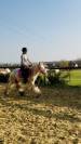Poney 4 ans 130 cm type irish 