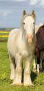 Poney 4 ans 130 cm type irish 