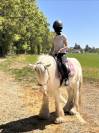 Poney 4 ans 130 cm type irish 