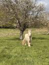 Poney 4 ans 130 cm type irish 