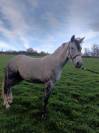 Petit cheval oncs Grey Pepper