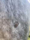Petit cheval oncs Grey Pepper
