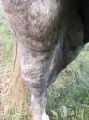 Petit cheval oncs Grey Pepper