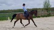 Cheval 12 ans &agrave; vendre