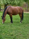 Layka des Mayniols