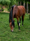 Layka des Mayniols