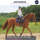 ANTHORUS - PS - 7 ANS 