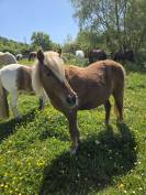 A confier pour retraite Clarabelle 17 ans