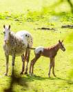 Poulain  appaloosa