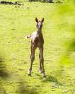 Poulain  appaloosa